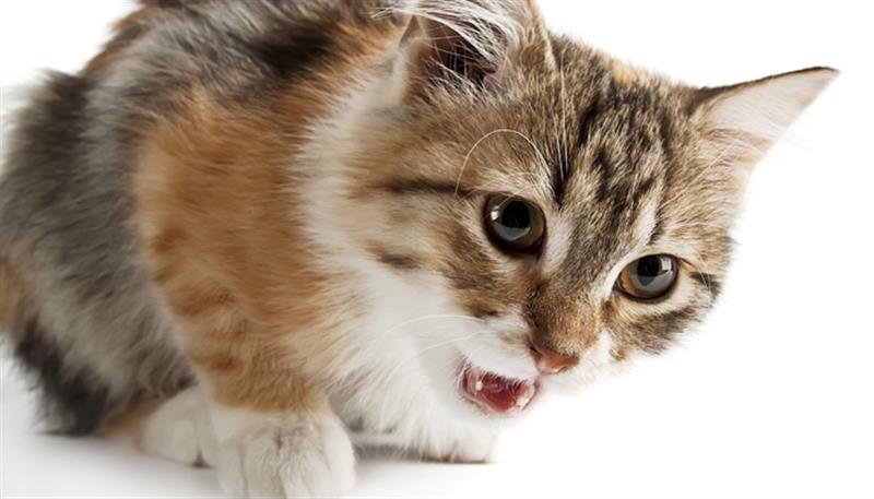 Il morso del gatto può essere pericoloso per la salute dell'uomo